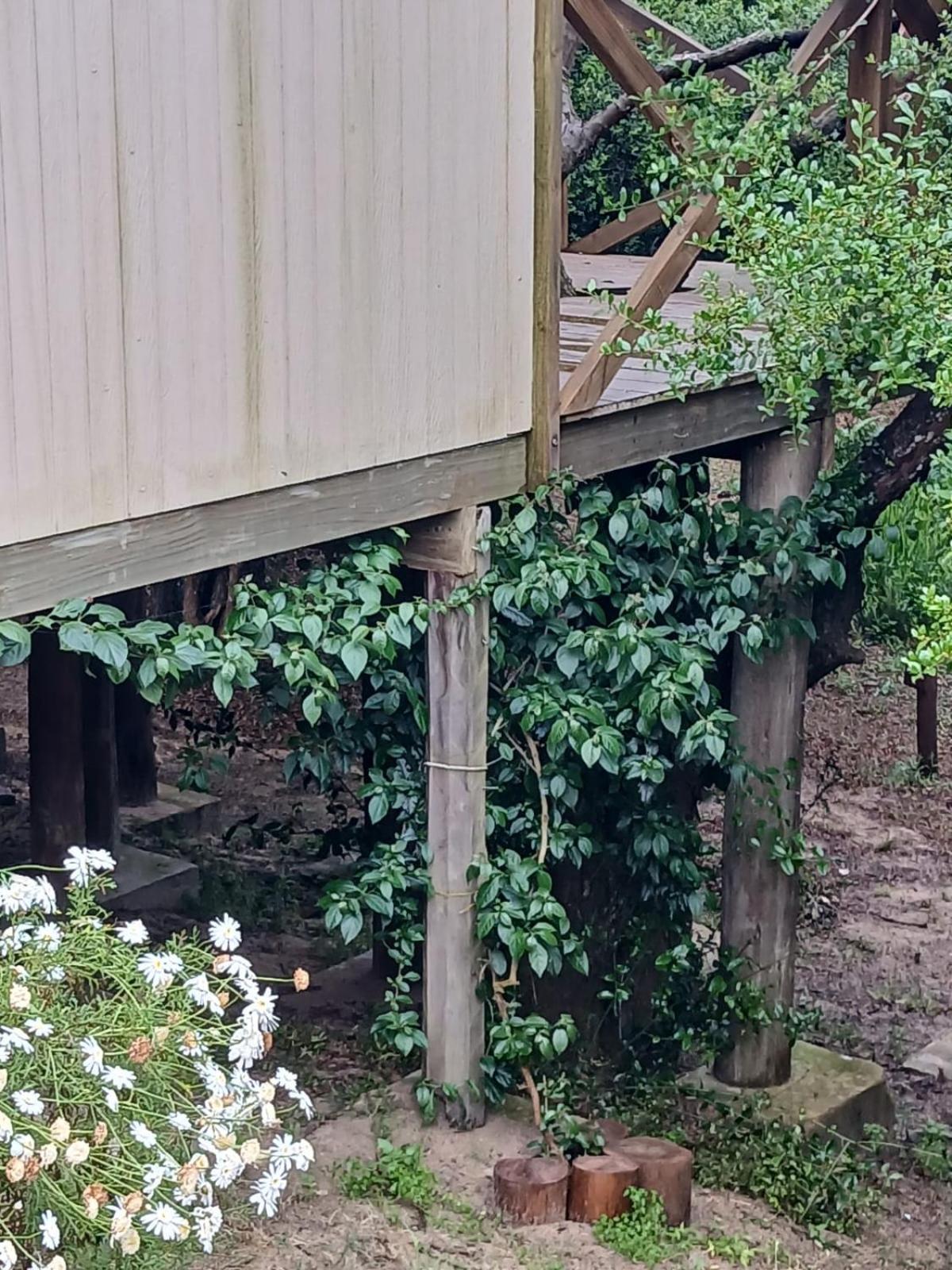 Nio De Baixo Villa La Pedrera Ngoại thất bức ảnh